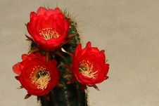 Cactus Flowers Royalty Free Stock Photos Cactus Flowers Royalty Free Stock Photos