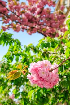 Sakura Flowers On A Green Tree Crown Royalty Free Stock Image