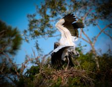 Wood Storks With Wings Spread, Mating Stock Photo Wood Storks With Wings Spread, Mating Stock Photo