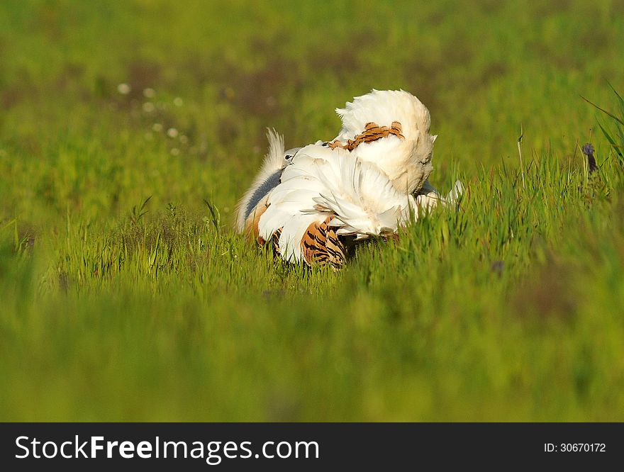 Bustard in the field doing the wheel