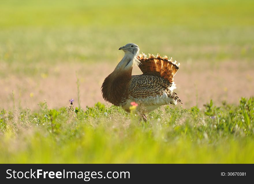 A male bustard by the field at sunrise