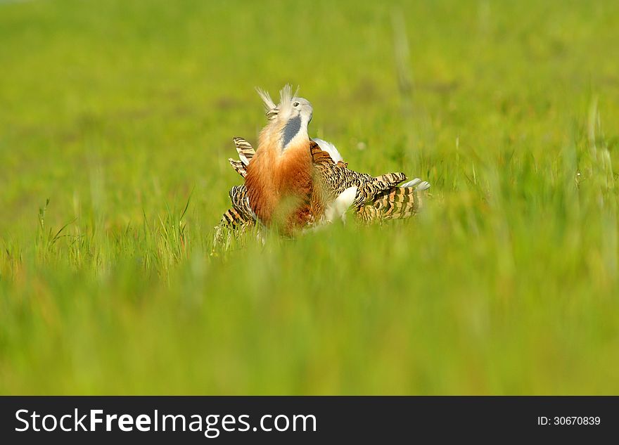 male bustard turning cartwheels in the field of cereal