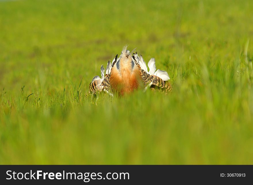 Bustard Turning Cartwheels In The Field Of Cereal