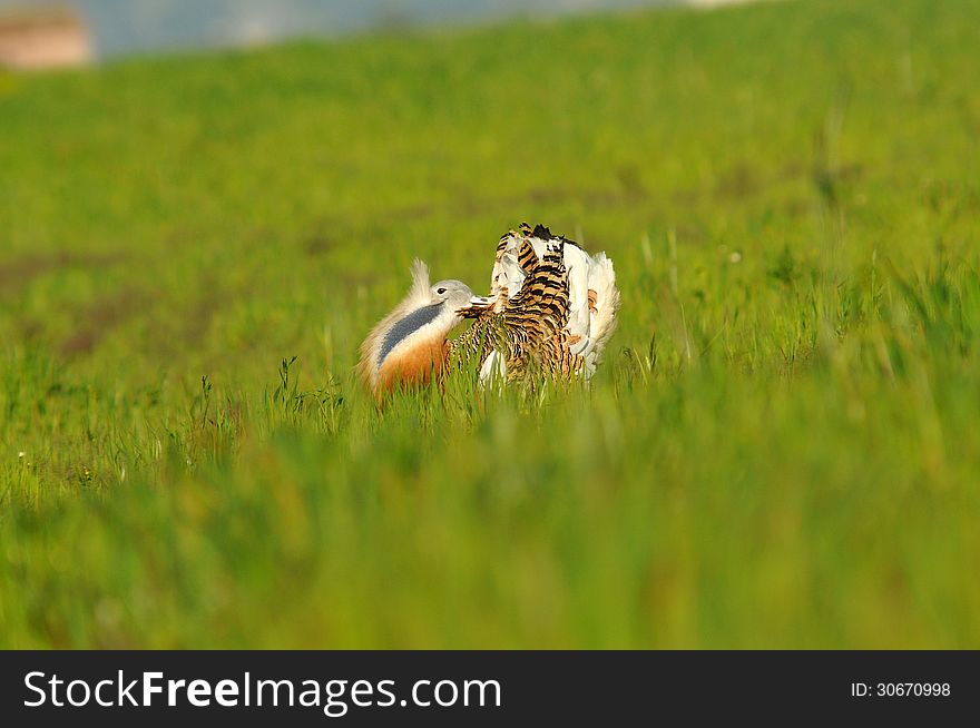 A male bustard turning cartwheels in the field of cereal