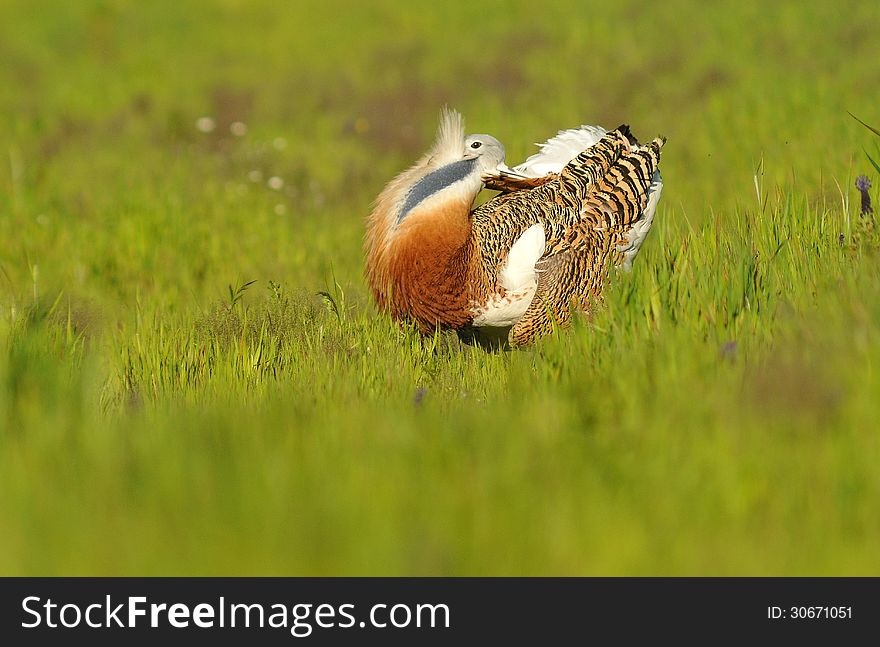 A male bustard steppe turning cartwheels in the field of cereal