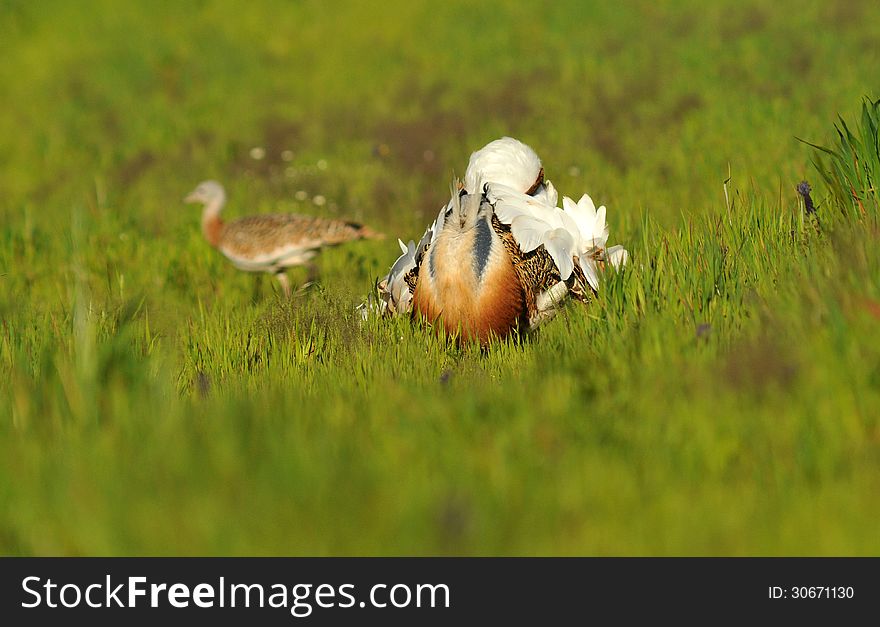 A male bustard steppe turning cartwheels in the field of cereal