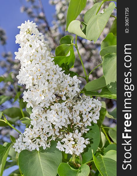 Outdoor photo of white lilacs and bee