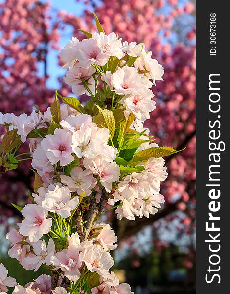 White blossoms of apple on a background of pink sakura tree blossom