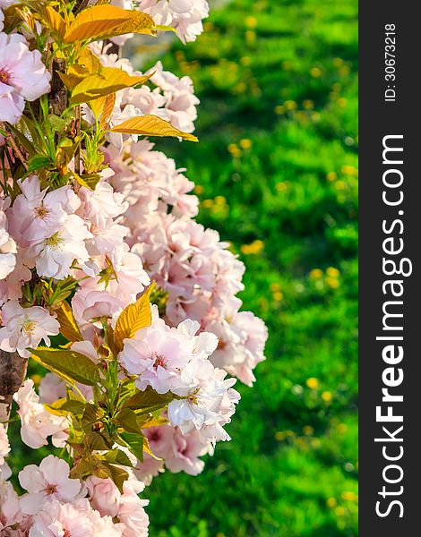 White blossoms of apple on a background of fresh green grass