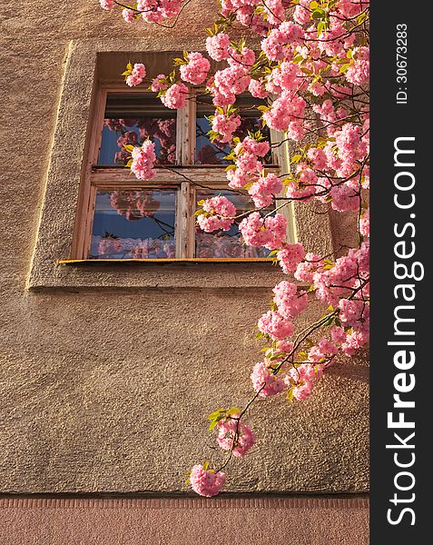 Sakura Blossom On A Sunny Spring Morning In Window