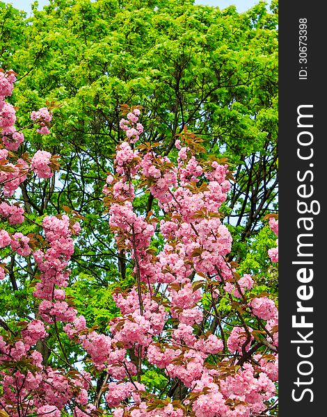 Flowers on the branches of cherry blossom against a green tree crown