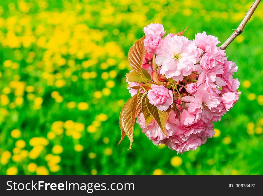 Bud Sakura Flowers On Blurred Background Of Green Grass