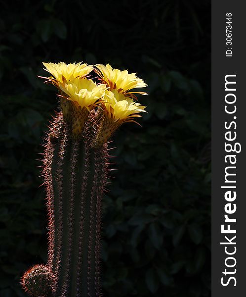 Bright Yellow Cacti Blossoms In Sunshine With Dark Background. Bright Yellow Cacti Blossoms In Sunshine With Dark Background