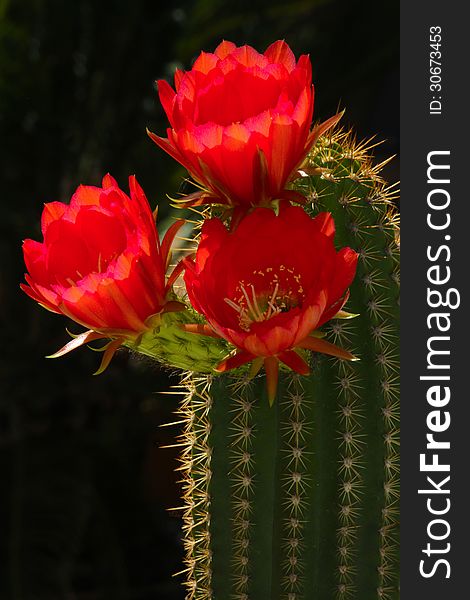 Bright Red Cacti Blossoms In Sunshine With Dark Background. Bright Red Cacti Blossoms In Sunshine With Dark Background