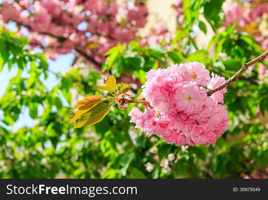Sakura Flowers On A Green Tree Crown