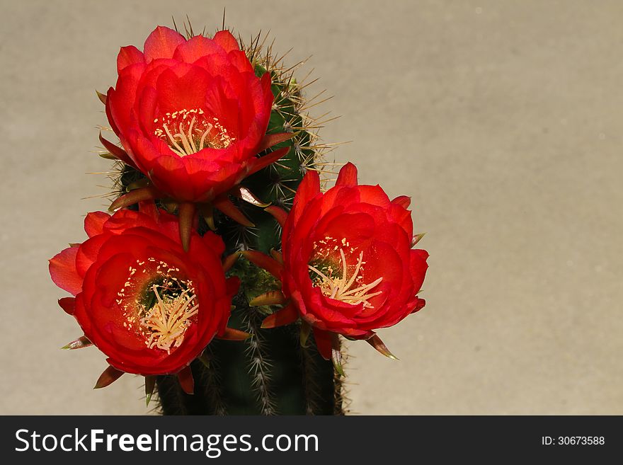 Bright Red Cacti Blossoms In Sunshine With Gray Background. Bright Red Cacti Blossoms In Sunshine With Gray Background