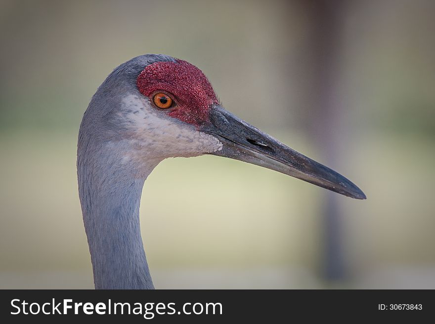 Close up of sandhill crane red head and gray beak. Close up of sandhill crane red head and gray beak