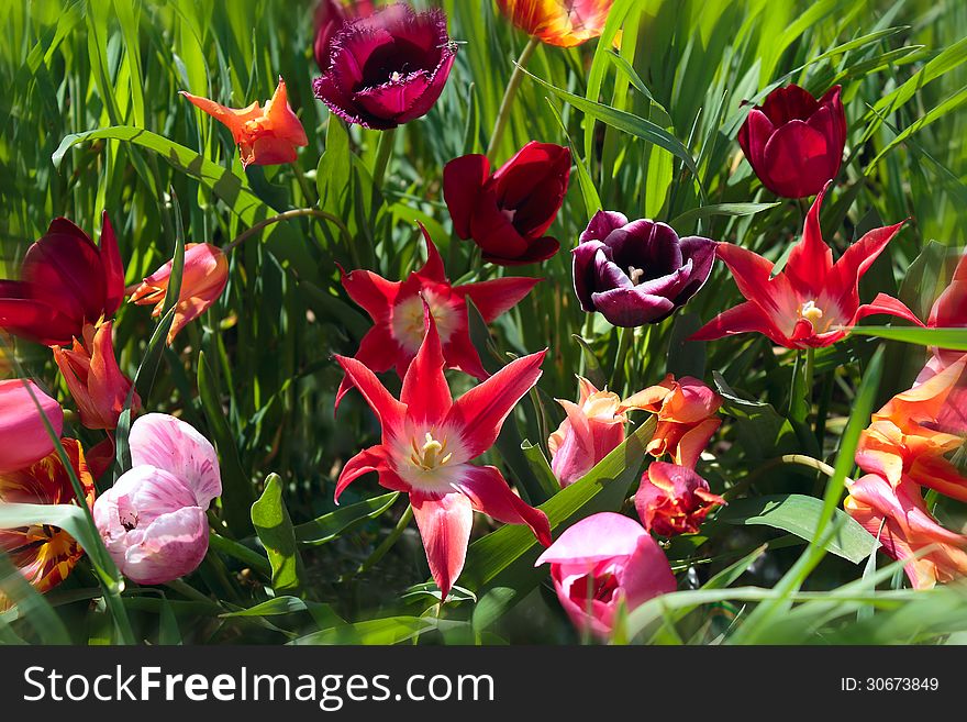 A set of tulips on green grass. A set of tulips on green grass