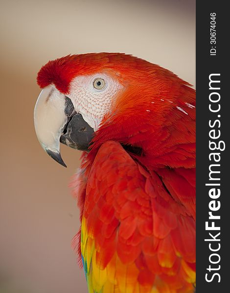 Ruby red Macaw with neutral background in profile to the left