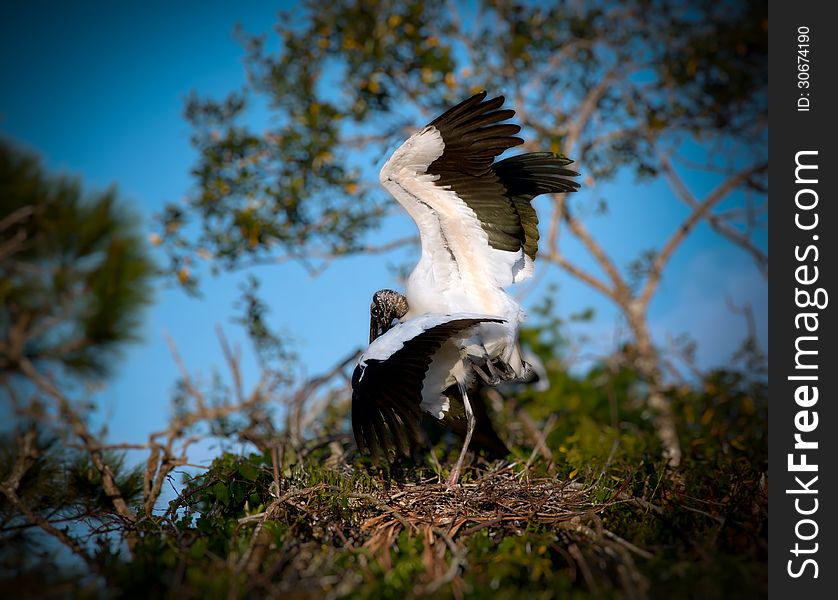 Wood storks with wings spread, mating