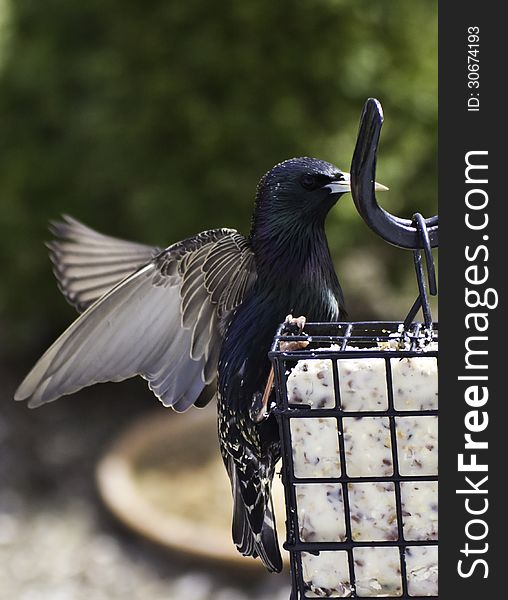 Male European Starling landing on a suet feeder, wings still flapping. Male European Starling landing on a suet feeder, wings still flapping.