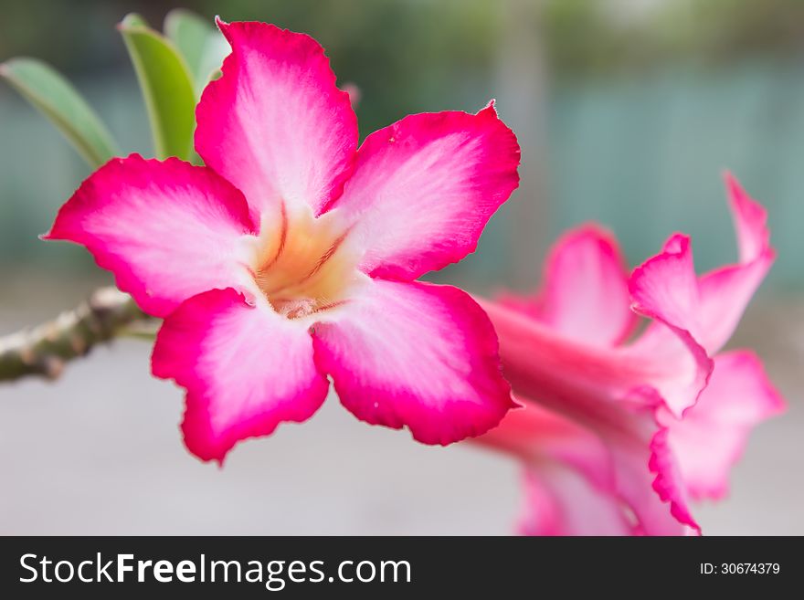 Pink Impala Flower Background ,Thailand