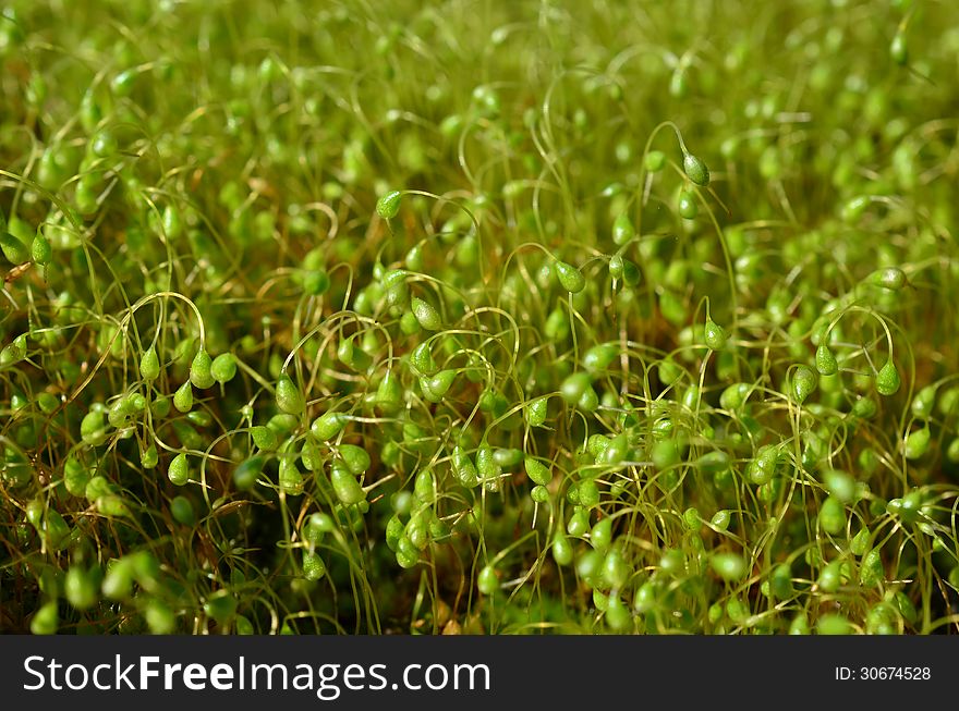 Green moss reproduction process in early spring, lot of sporophytes. Green moss reproduction process in early spring, lot of sporophytes
