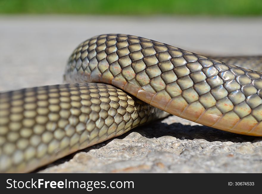 Non- poisonous Aesculapius' snake having a rest on a warm road surface. Non- poisonous Aesculapius' snake having a rest on a warm road surface