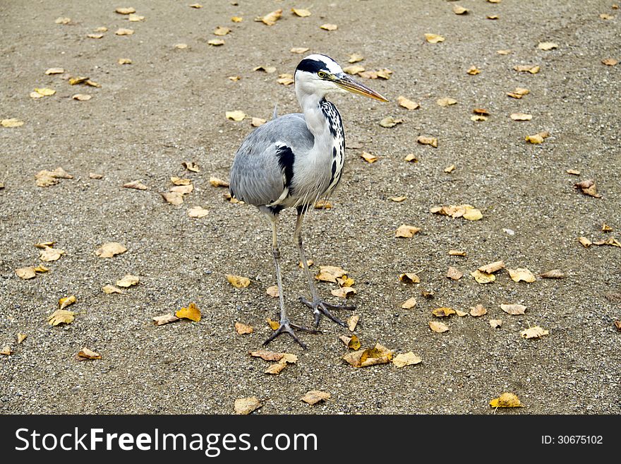 Blue Heron