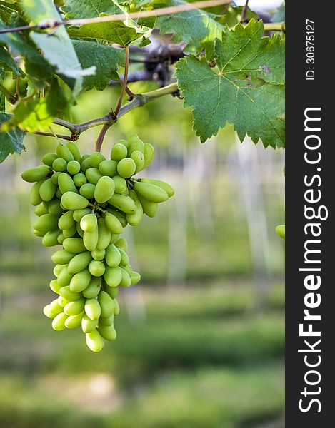 Close-up of a bunch of grapes on grapevine in vineyard