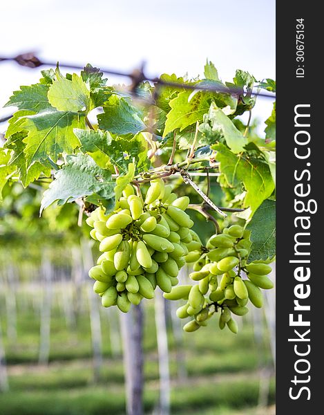 Close-up of a bunch of grapes on grapevine