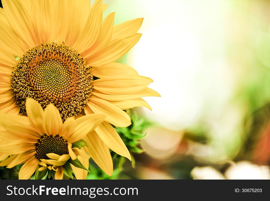 Close-up of sunflowers with blur background. Close-up of sunflowers with blur background