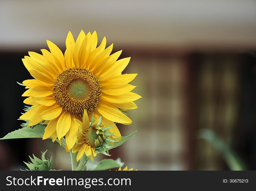 Sunflowers on blur windows at background. Sunflowers on blur windows at background
