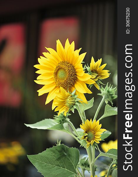 Sunflowers on blur windows at background. Sunflowers on blur windows at background