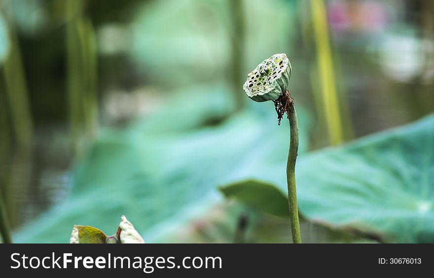 Lotus seed on blur and green background. Lotus seed on blur and green background