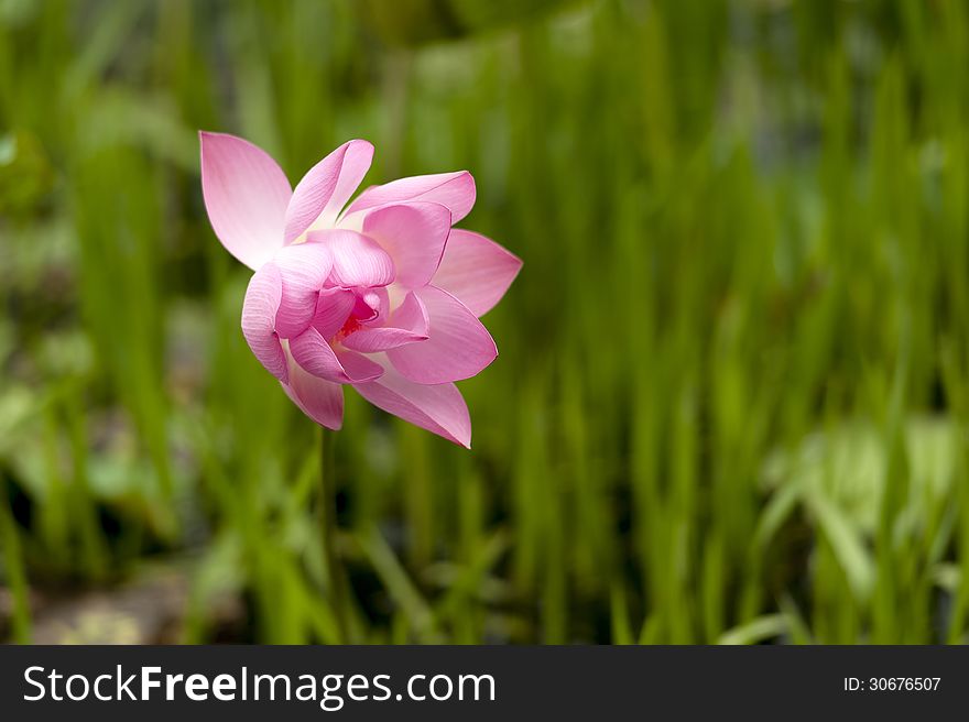 Pink lotus on blurred green background. Pink lotus on blurred green background