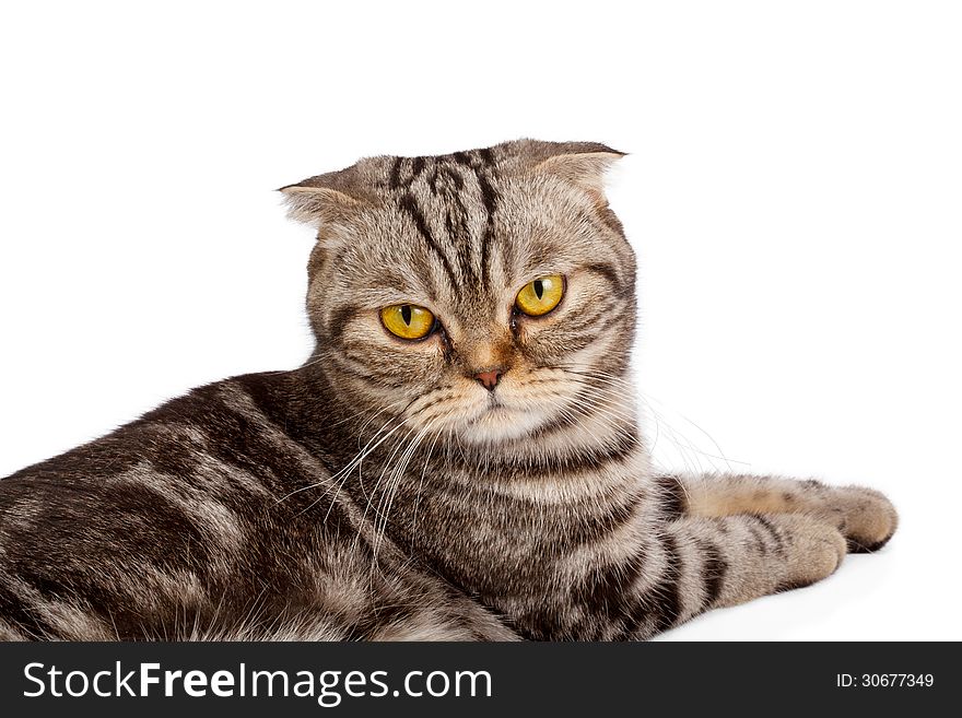 Scottish-fold cat on white