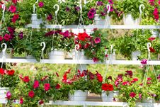 Flowers Of Petunia Stock Photography Flowers Of Petunia Stock Photography