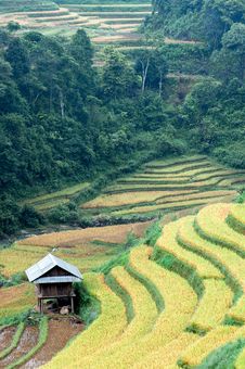 Stilt House On The Rice Terraced Field Stock Photos Stilt House On The Rice Terraced Field Stock Photos