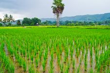 Green Rice Field,Thai Royalty Free Stock Photo