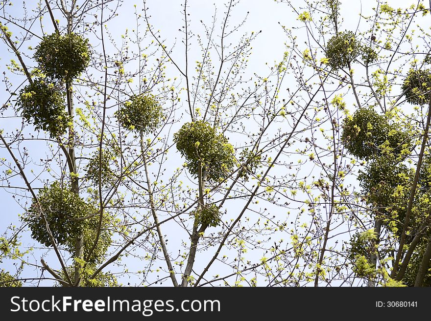 Group of plant parasitic mistletoe on trees