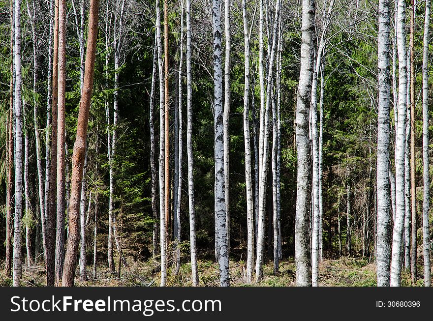Bright tree trunks pattern in wild forest