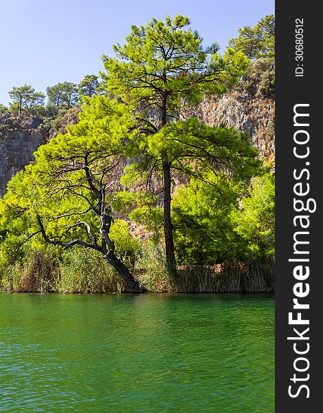 Pine at green lake. Turkey. Dalyan