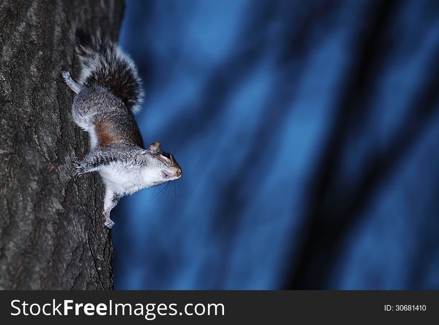 Squirrel upon its tree ready for a jump. Squirrel upon its tree ready for a jump