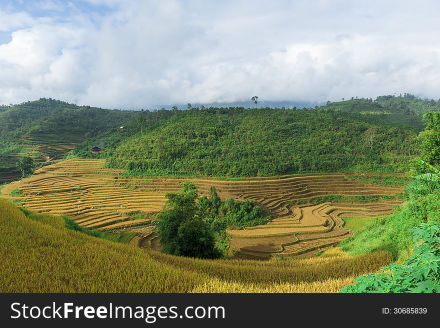 Valley of rice terraced field with cloudy sky in Mu Cang Chai, Vietnam