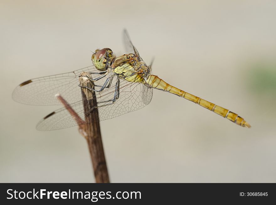 Dragonfly on a branch, CU
