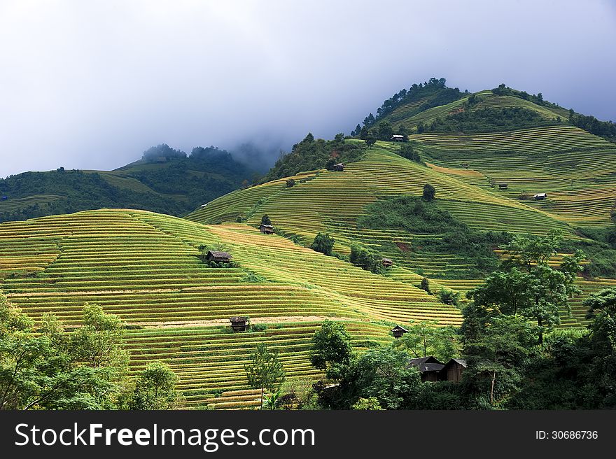 Hills of rice terraced fields in Mu Cang Chai, Vietnam