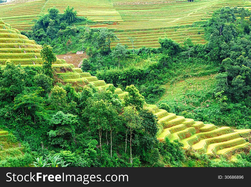 Golden Rice On The Terraced Field