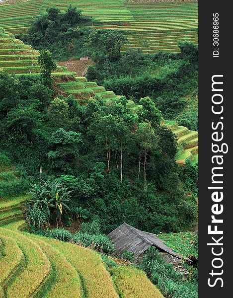 Hills of rice terraced fields in Mu cang Chai, Vietnam