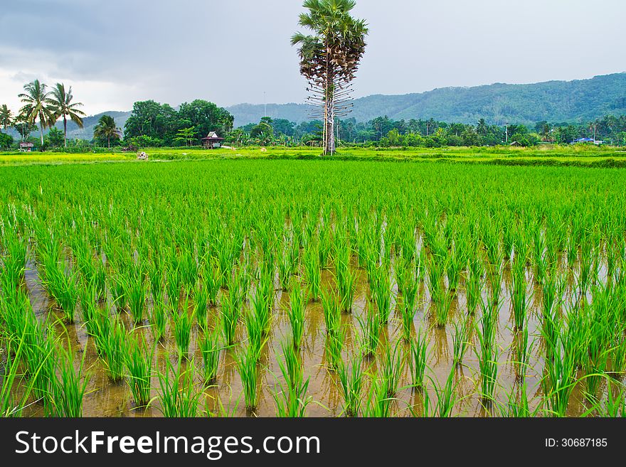 Green Rice Field,Thai